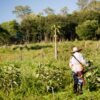 Pensão por morte rural: como funciona esse benefício e como solicitar?